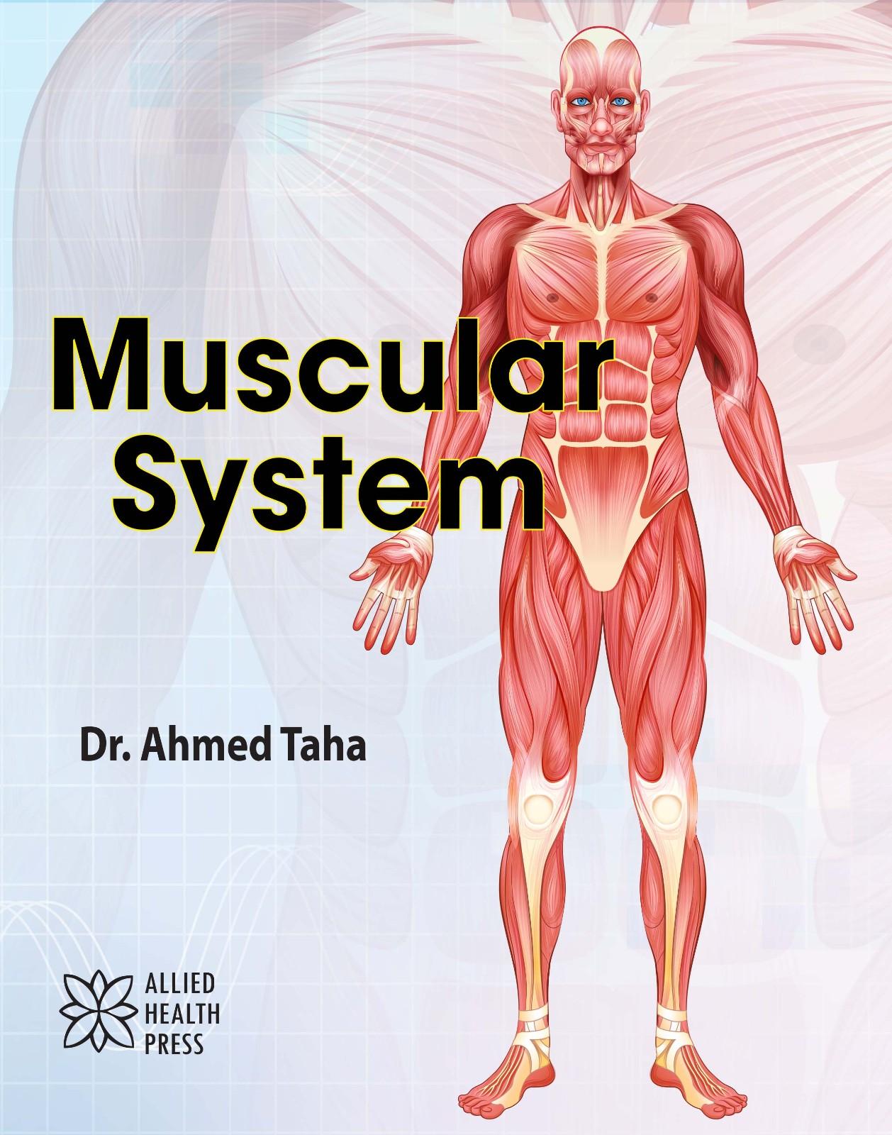 Muscular System