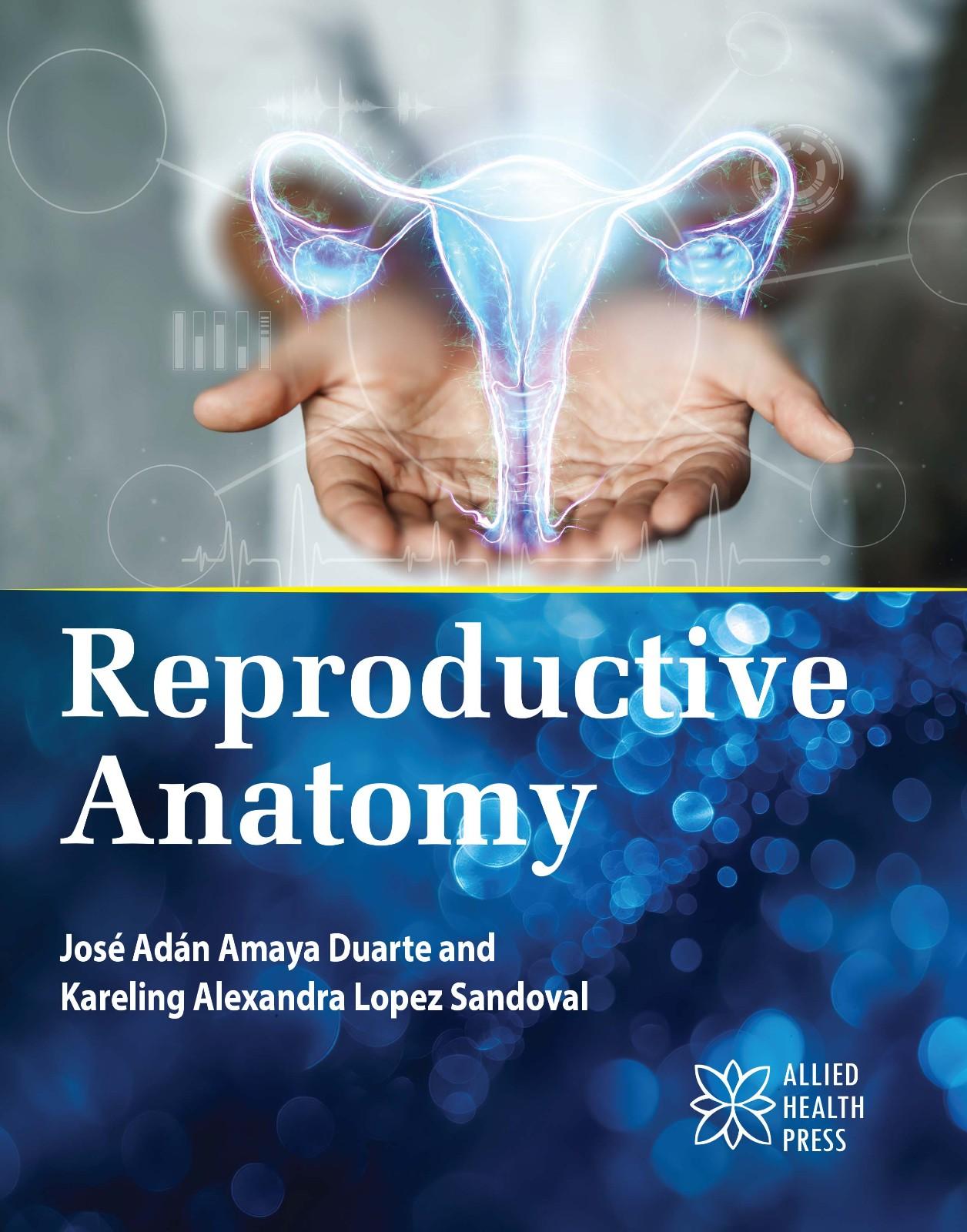 Reproductive anatomy